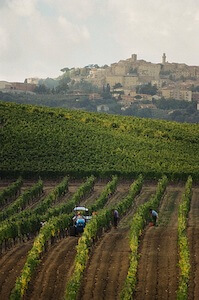 vigna-in-vendemmia-montepulciano