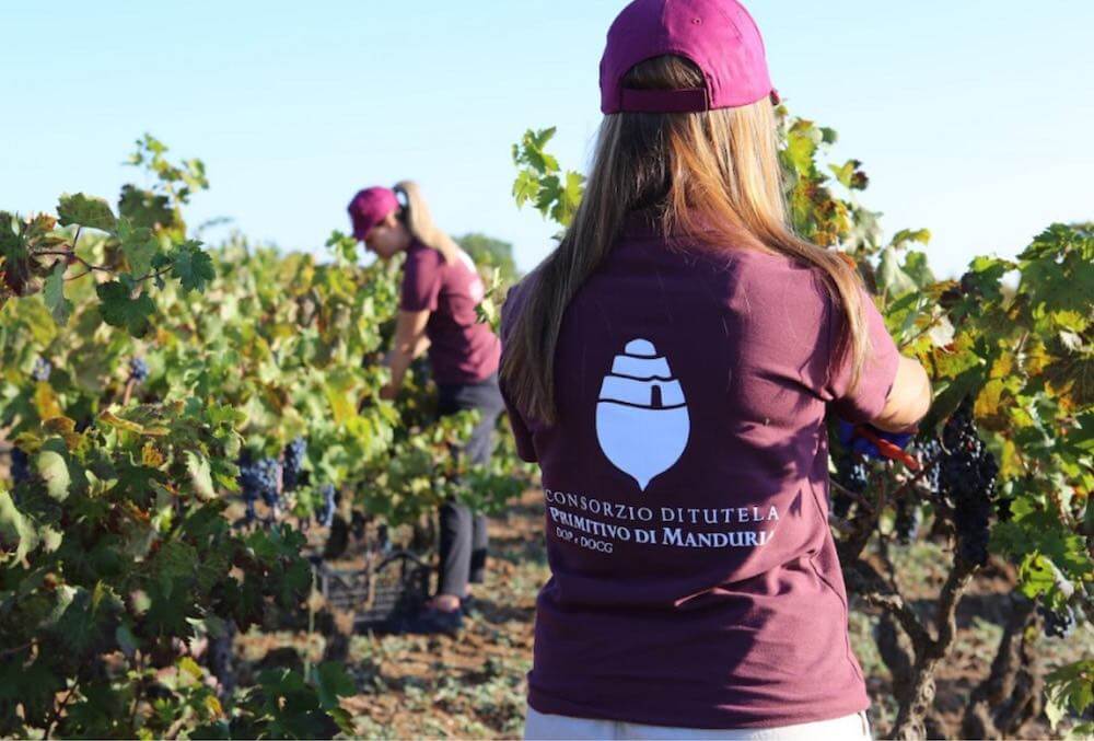 vendemmia