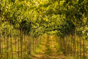 vigne-abruzzo