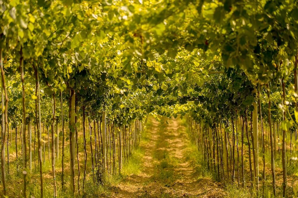 vigne-abruzzo