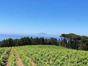 vigne-e-mare