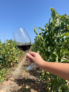vino-connect-sicilia-calice