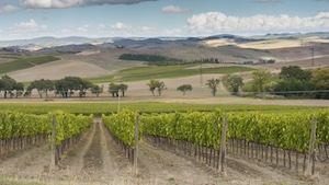 montalcino-vigneti