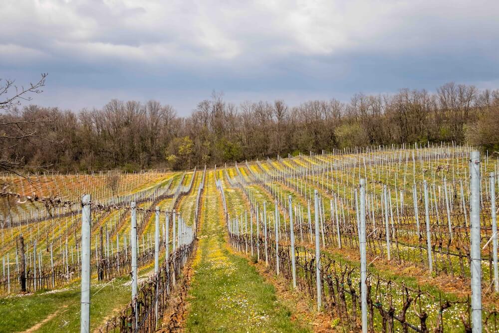 Con PuntoZero l’autenticità dei Colli Berici brilla al Mercato dei Vini della FIVI