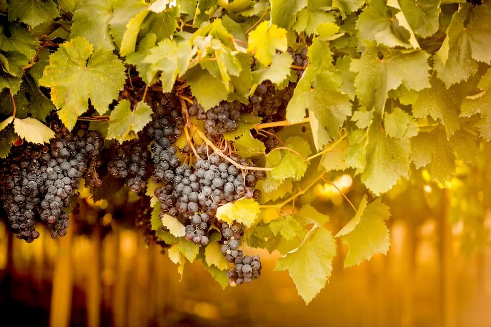 vigne-abruzzo