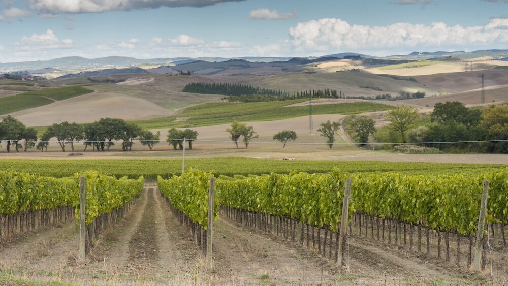 montalcino-vigneti