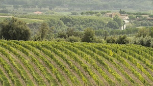 vigneti-montalcino
