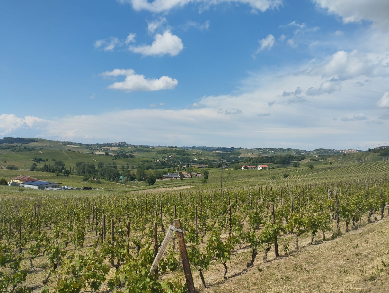 Vigneto Online